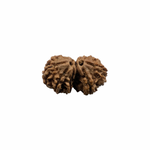 Load image into Gallery viewer, Natural Rudraksha Gauri Shankar