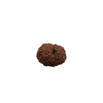Load image into Gallery viewer, Natural Rudraksha 12mukhi
