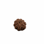 Load image into Gallery viewer, Natural Rudraksha 9mukhi